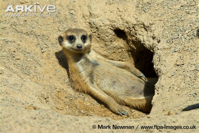 How do meerkats survive in their habitat?
